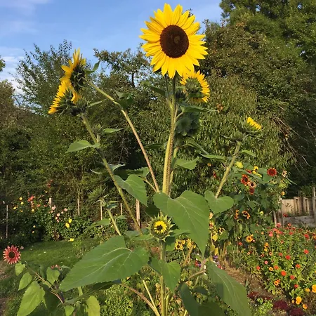 Le Jardin De Rosalie Frühstückspension Willer-sur-Thur