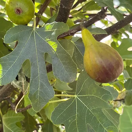 Frühstückspension Le Jardin De Rosalie