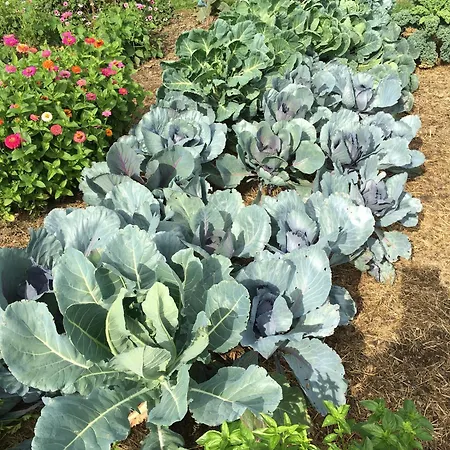 Le Jardin De Rosalie *