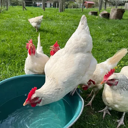 Le Jardin De Rosalie Frühstückspension