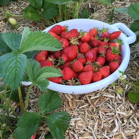 Frühstückspension Le Jardin De Rosalie Willer-sur-Thur